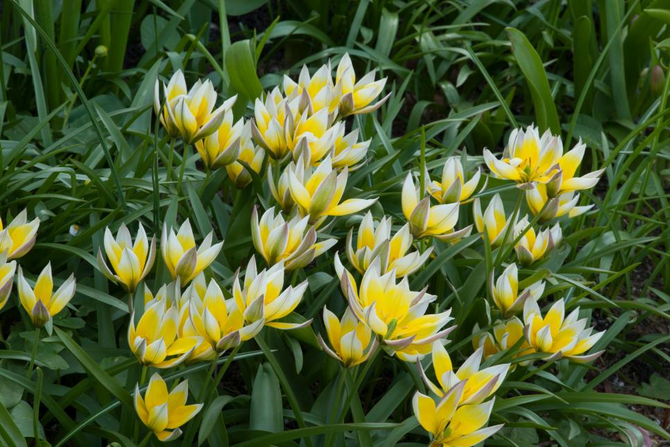 Tulipa tarda species tulip