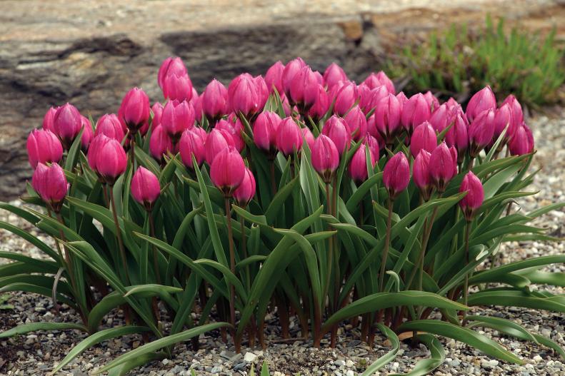 Violacea species tulip
