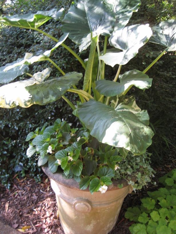 'Variegate' is a fast growing Alocasia that can reach more than 3 feet tall.