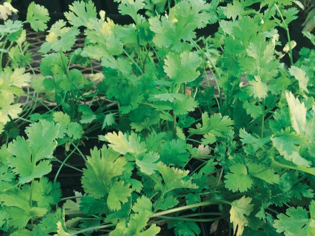 Antioxidants in Cilantro