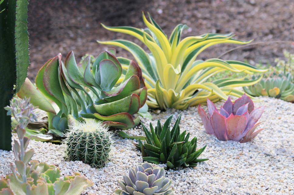 Cacti And Succulents For Borders, Best Shrubs For Desert Landscaping