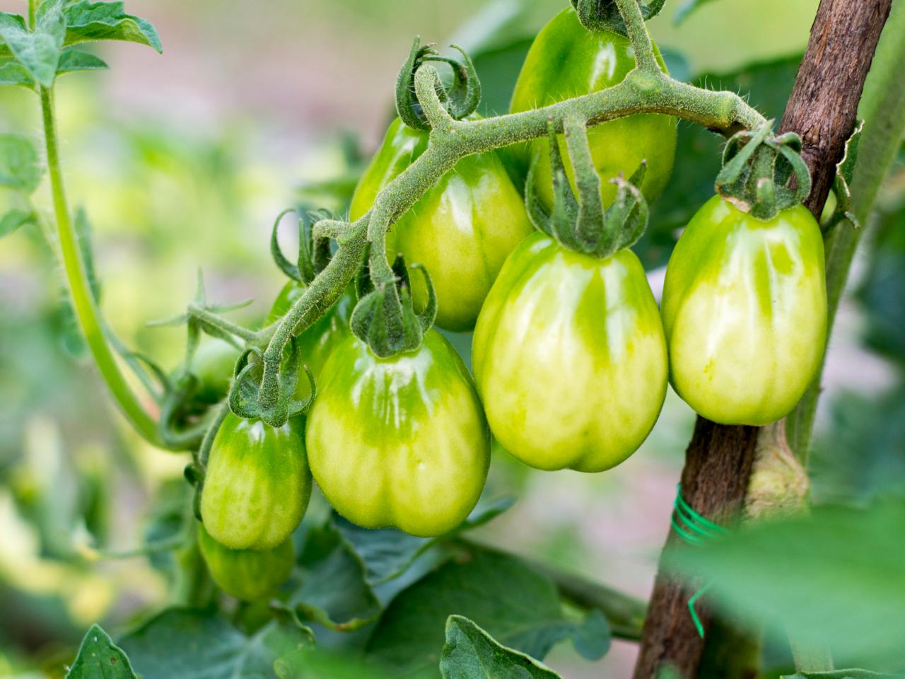 Green Tomatoes