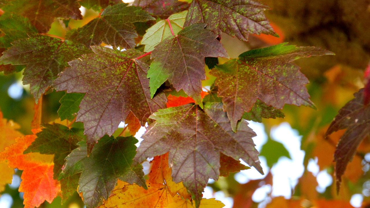 Fall Brown Maple Leaf Tree Decor