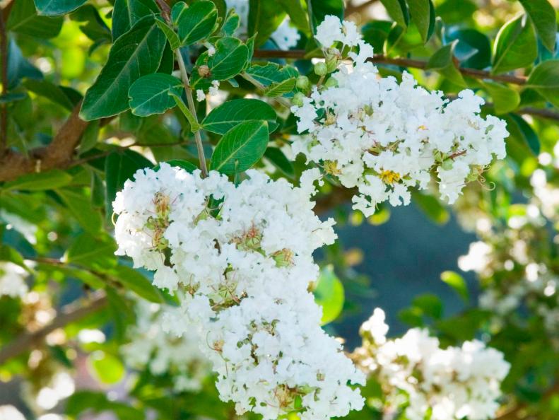 Crape myrtle