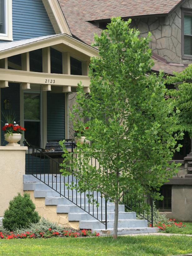 14 Favorite Front Yard Trees, Small Evergreen Trees For Landscaping Near House
