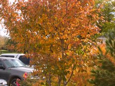 Serviceberry amelanchier