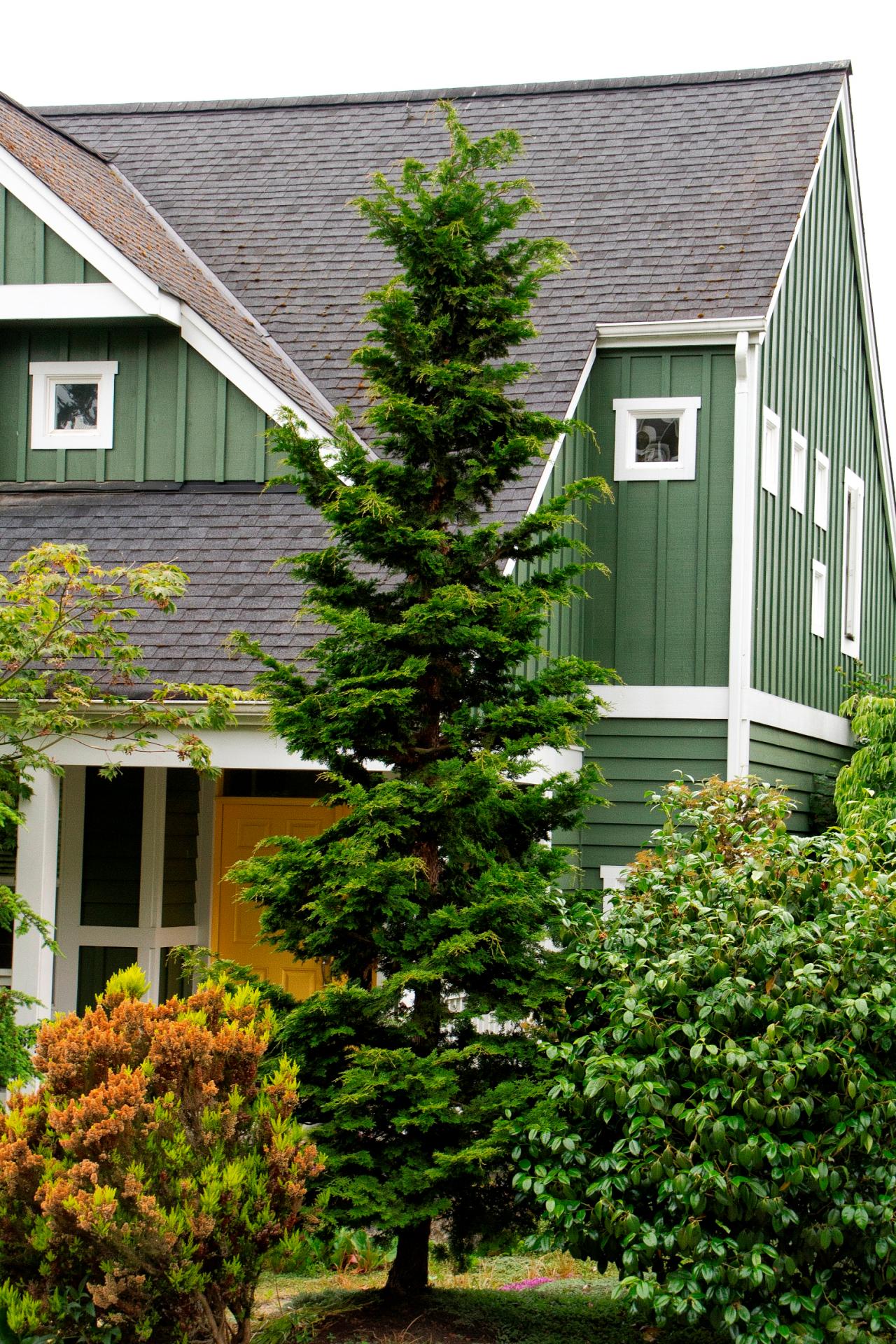 front yard tree types