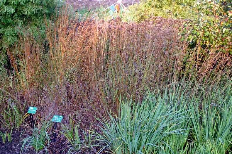 Big bluestem grass (Andropogon gerardii)