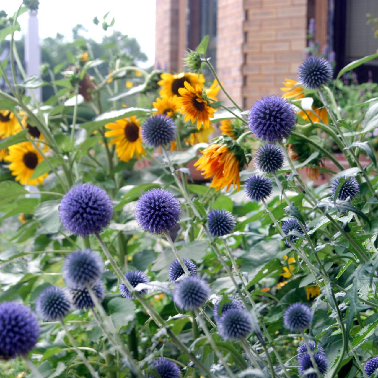 Echinops (Globe Thistle) - Dried Flowers Forever - DIY