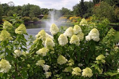 Tough Plants For Midwest Gardens, Midwest Landscaping Plants