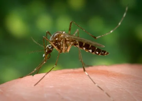 Nontoxic Mosquito Control HGTV