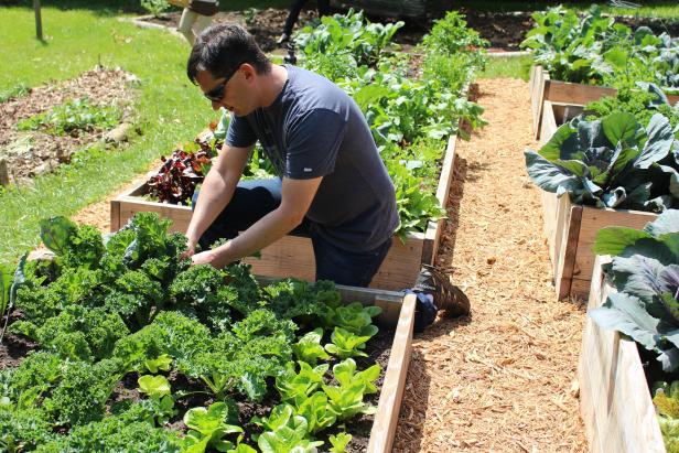 Chef Peter Pollay harvests greens for that night's dinner at the popular downtown Asheville restaurant Posana.