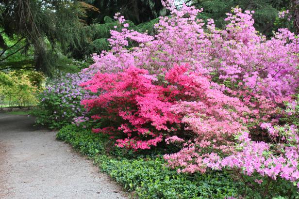 The Biltmore Estate in Asheville, North Carolina boasts an incredible  array of azalea varieties that make spring in the 15-acre Azalea Garden a special treat.