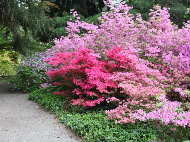 How to Choose, Plant and Grow Flowering Shrubs | HGTV