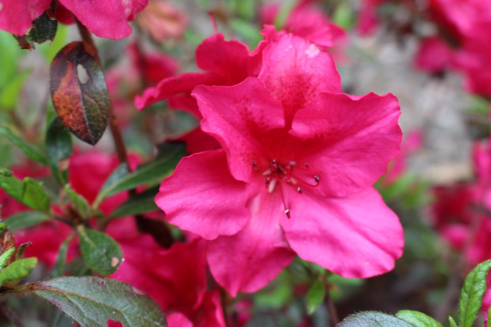 Great Plants for Shade Gardens | HGTV