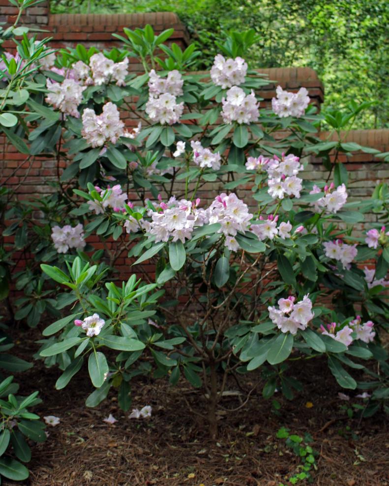 Chinese Rhododendron features flowers that are white to pink<i>.</i>