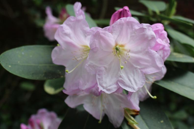 Chinese Rhododendron <i>(Rhododendron fortunei</i>) is native to China and features large, dark green leaves.