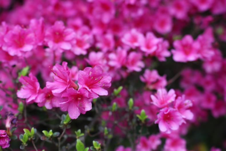 Hiryu <i>(Rhododendron obstusum</i>) is a heritage azalea often found in older gardens and like most azaleas, prefers well-drained soil.