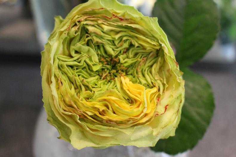 An unusual rose, the 'Grashopper' grassheart rose is one of the countless exotic varieties sourced directly from a supplier in Holland. &quot;We really focus on the quality of the flowers we use...the freshness and unusual varieties,&quot; says Strain.