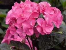 Plant this hydrangea variety for bright blooms. Its mop-head flowers bloom green and peach and mature to hot pink. Hardy from zones 5 to 9.