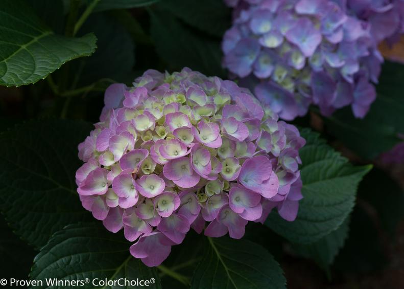 You can't go wrong with 'Cityline Berlin' hydrangeas. They have thick, glossy, deeply quilted foliage and big, full flower heads.&nbsp;