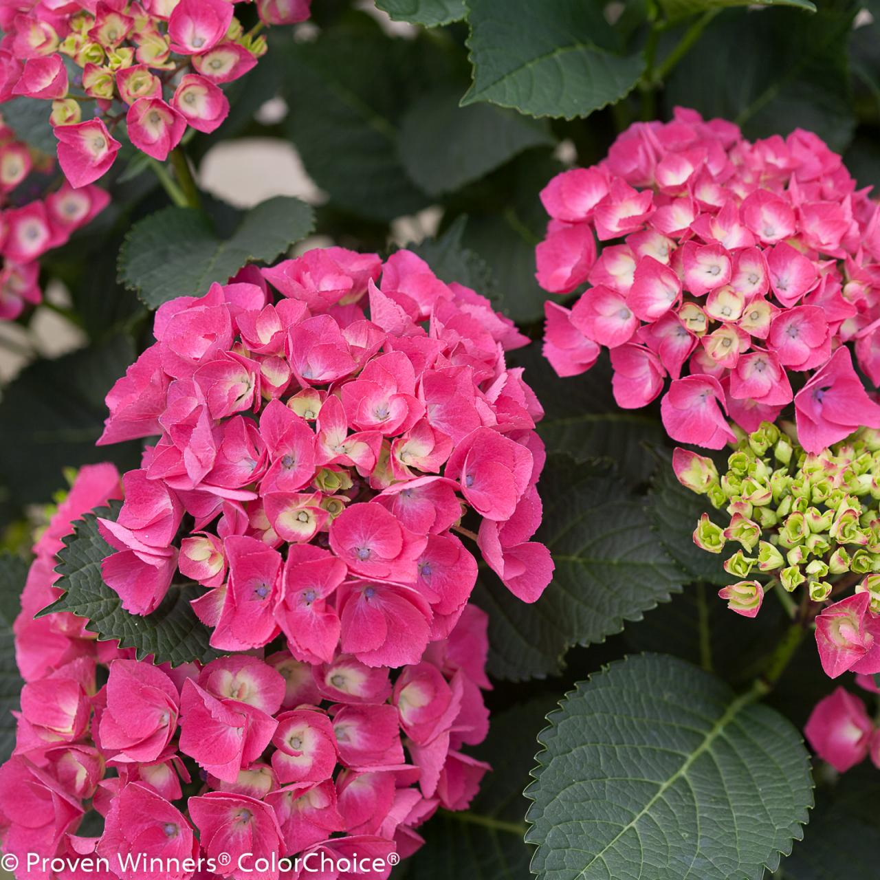 Bigleaf Hydrangea | HGTV