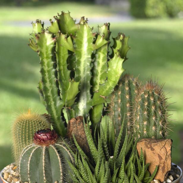 How To Plant A Cactus Container Garden Hgtv