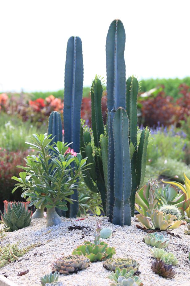 texas desert plants for landscaping