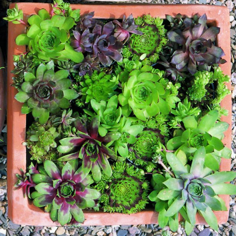 Water-Wise Sedums and Succulents