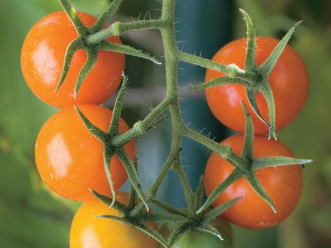 What to do About Wilting Tomato Plants?