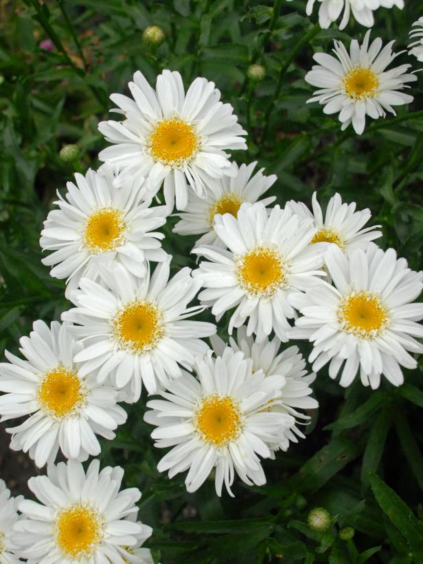 daisy flower smell