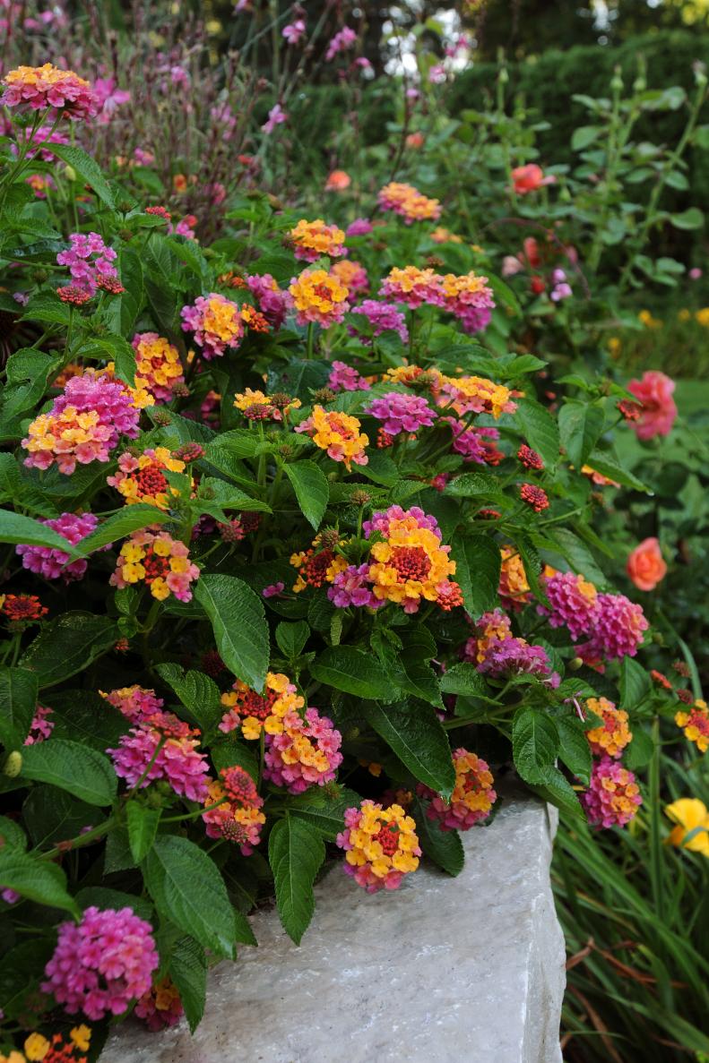 Lantana