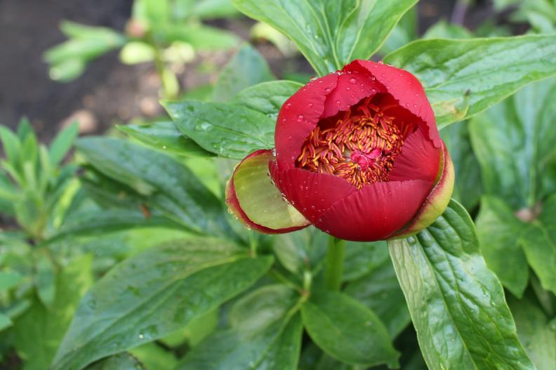 A ruby peony is striking against a green background at London's Garden Museum.