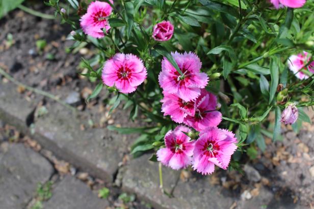 &nbsp;Border pink - Dianthus sp. adds a delicious blast of color to the perennial garden at London's Garden Museum.
