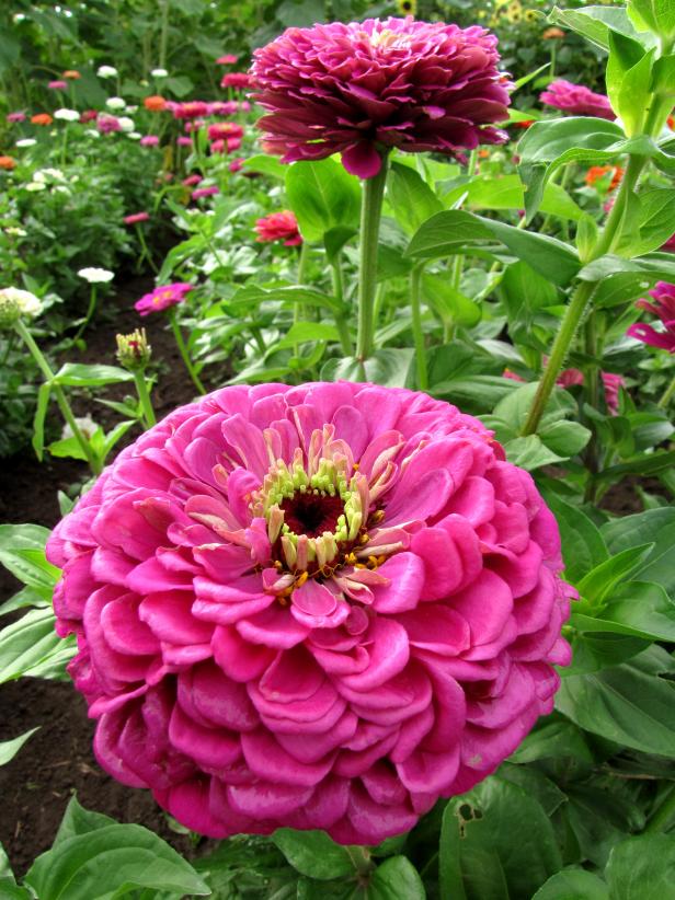 Fuchsia Zinnia Bloom