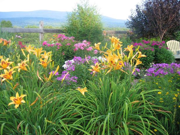 perennials flowers full sun