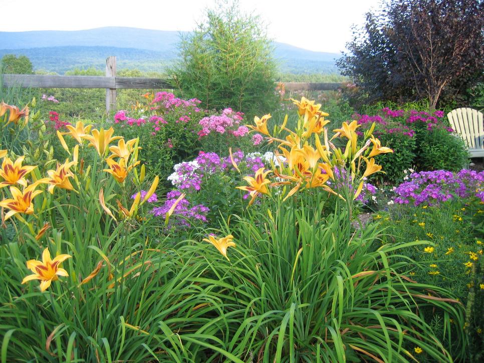 plants that grow well in full sunlight