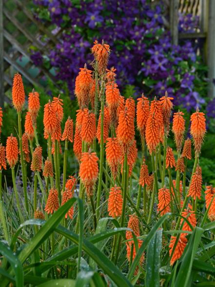 'First Sunrise' Red Hot Poker