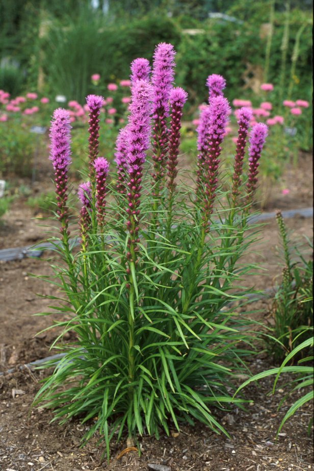 Liatris spicata