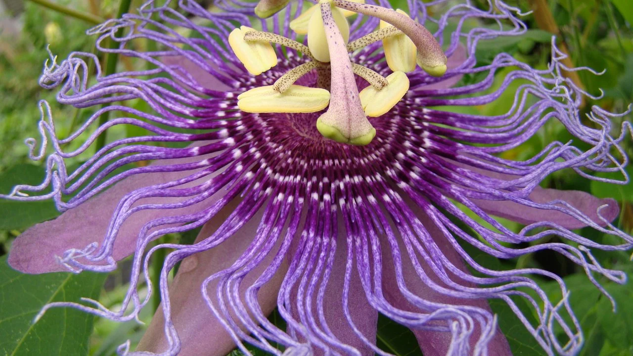 Passionflower Growing Maypop or Passionflower Vine HGTV