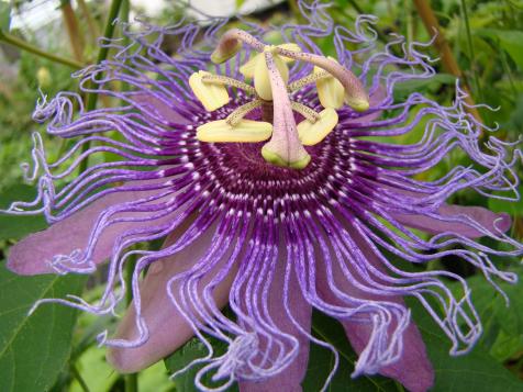 Growing Passionflower Vine