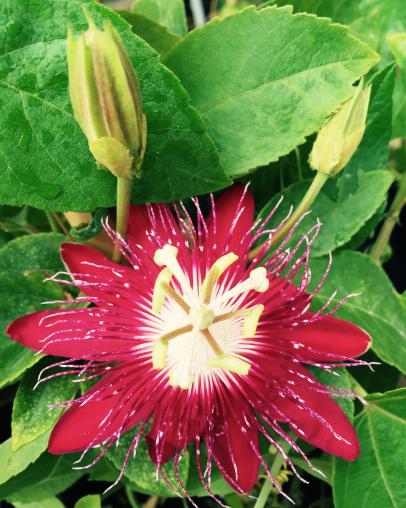 SILLY COW Climbing Vine Tropical HYBRID 10 Seeds Passiflora Seeds
