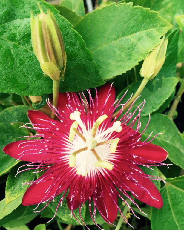 Passionflower 'Lady Margaret'