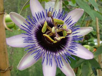 Passiflora 'Silly Cow'