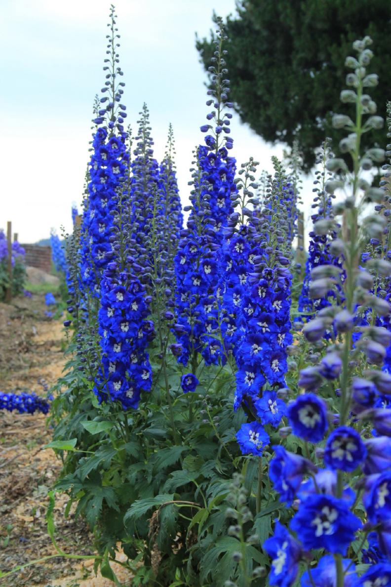 Delphinium