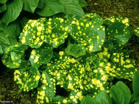 How to Grow Giant Leopard Plant