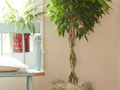 How to Grow a Ficus Tree Indoors