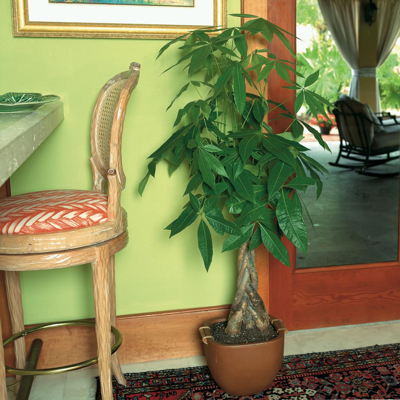 How To Grow And Care For A Money Tree Plant HGTV