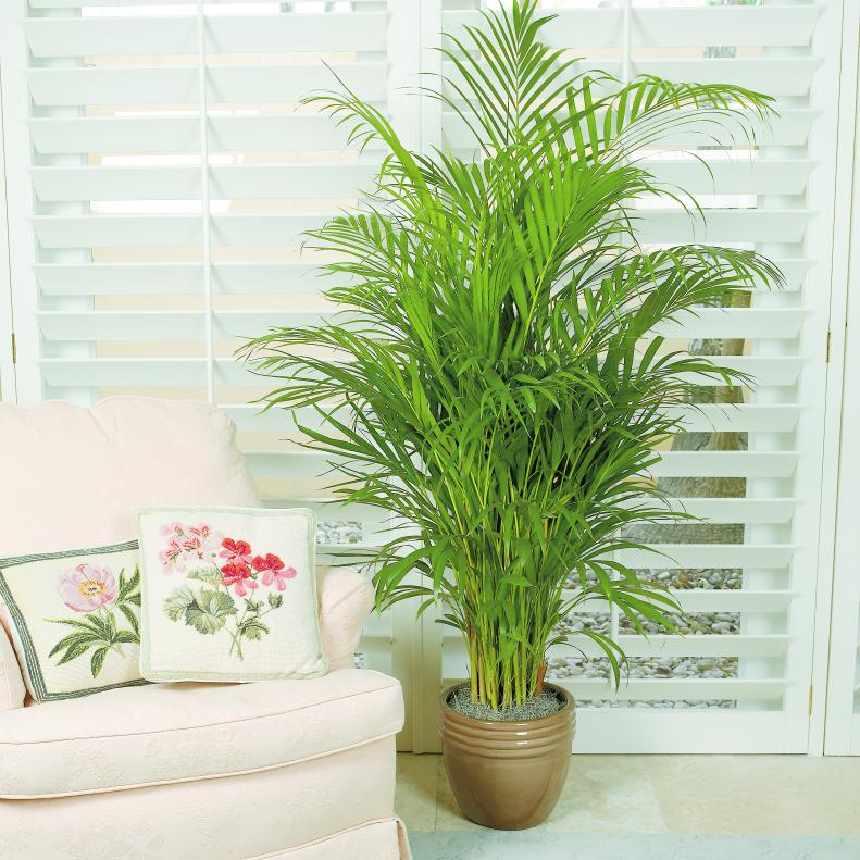 Parlor Palm