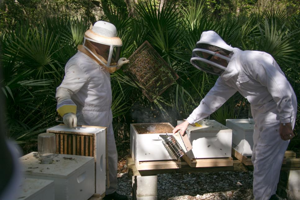 Rooftop Bee Gardens Hgtv